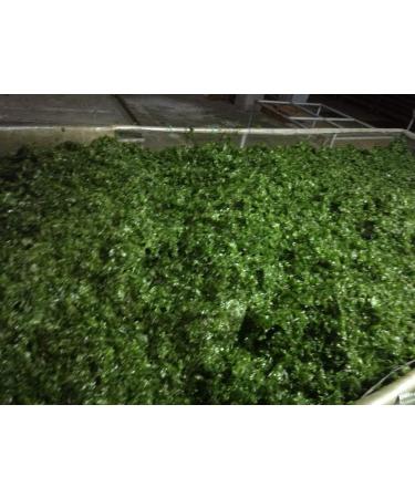 Aonori Ulva Lactuca Seaweed Green Seaweed Flakes 500g/bag - Buy Online on GoSupps.com