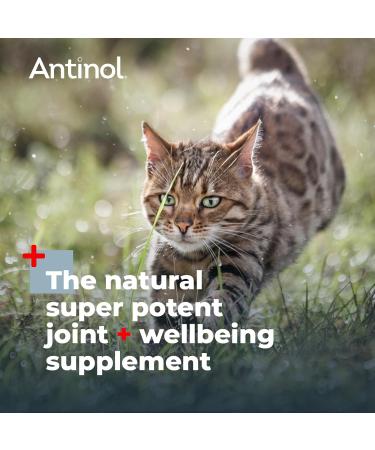 Antinol - Natural Joint Supplement for Adult Cats - Supports Joint Mobility & Skin Health - With Green Lipped Mussels Omega 3 & Vit E - 90 Capsules - Buy Online on GoSupps.com