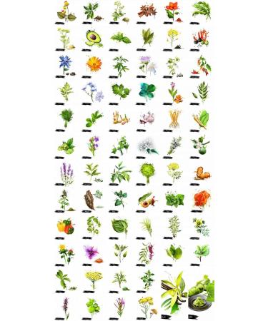 Akersunder Antrodia Camphorata Mushroom Extract 100 Capsule Taiwanofungus camphoratus/cinnamomea 50+% polysaccharide - Buy Online on GoSupps.com