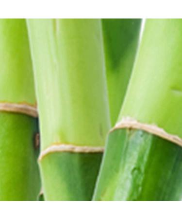 Lucky You Men's Cologne Spray - Day/Night Casual Scent with Bamboo Stem Notes - 3.4 Fl Oz - Buy Online on GoSupps.com