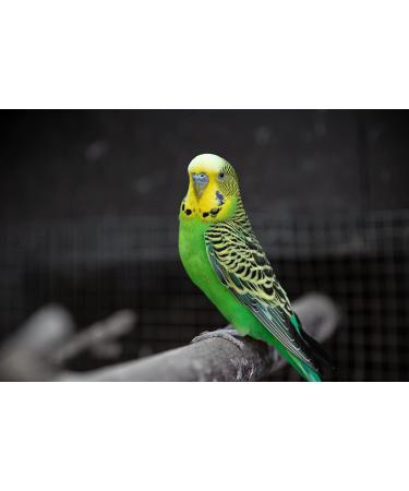 2 x 100g Packs Vitakraft Millet Spray For Birds - Buy Online on GoSupps.com