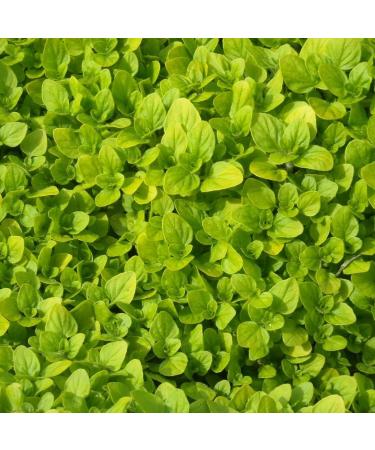 Organic marjoram rubbed (250g) dried marjoram from controlled organic cultivation gluten-free lactose-free laboratory-tested vegan 100% natural without additives (250 GR (8.8oz)) - Buy Online on GoSupps.com