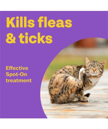 Bob Martin Clear Spot On Flea Treatment for Cats Kittens and Ferrets - 3 Pipettes, Kills Fleas & Ticks - Buy Online on GoSupps.com