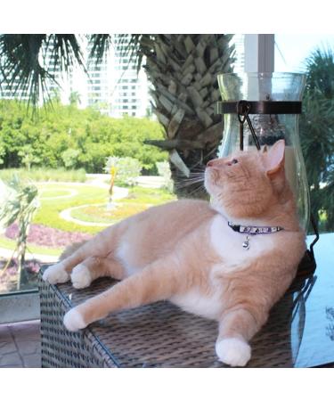 Pawtitas Glow in The Dark Cat Collar with Safety Buckle and Bell Teal - Buy Online on GoSupps.com