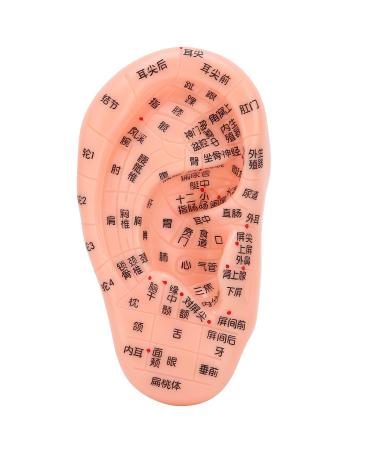 Ear Acupoint Model Acupuncture Ear Ear Acupoint Model Seeds Model Ear Zone Model Human Ear Acupuncture Point Massage Model Ear Massages Acupunctures Models for Teaching Learning