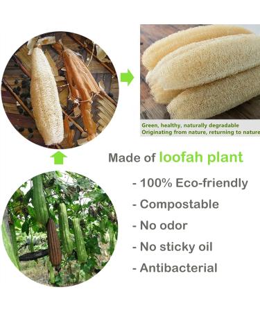 Large All Natural Loofah Sponge for Exfoliating Body Scrub - 100% Biodegradable and Reusable - Ideal for Kids, Men, Women, and Dishes - Organic Loofah for Soap Making - Buy Online on GoSupps.com