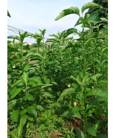 Bitter Leaf Tea 50g - Buy Online on GoSupps.com