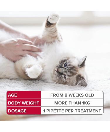 Beaphar FIPROtec Spot-On for Cats & Kittens from 8 Weeks | Kills Fleas & Ticks | Vet Strength Treatment | Easy to Apply | 4 Pipettes - Buy Online on GoSupps.com