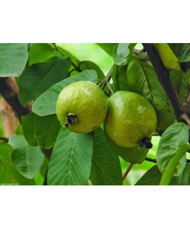 Fresh Guava Leaves from Trees Grown in South Florida - 1 oz (Approx. 10 to 25 Leaves) - No pesticides or Chemical Sprays / No Reimbursement or Return