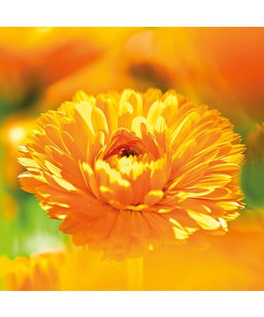 Weleda Bio Calendula Baby Waschlotion & Shampoo - Vegan Natural Shower Gel for Newborns Gentle Care for Sensitive Skin & Hair (200ml) - Buy Online on GoSupps.com