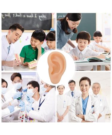 Scicalife Silicone Left Ear Model - Ear Cleaning & Earwax Remover - Authentic Modeling Ear - Buy Online on GoSupps.com