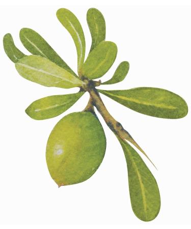 Argan Body Oil -8oz- 100% Pure & Natural From Moroccan Argan Tree- For Body & Hair! 8 Fl Oz (Pack of 1) - Buy Online on GoSupps.com