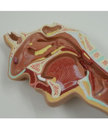 JUJNE Nasopharyngeal and Laryngeal Lesion Model Nasal Cavity Pathological Model Nasal Cavity Magnification Model is Suitable for Medical Teaching - Buy Online on GoSupps.com