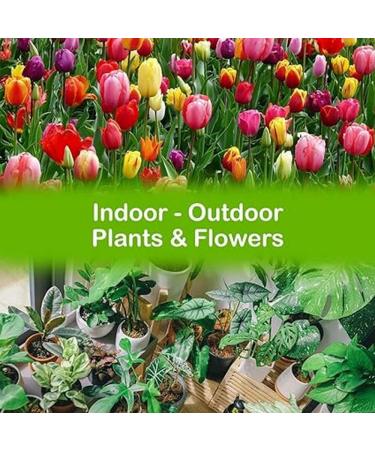 Made in France Pure neem oil ultraconcentrated skin and hair care plant protection antiaphids mealybugs mosquito repellent equivalent to 200 l spray 1000 ml - Buy Online on GoSupps.com