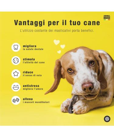 Animal House - Buffalo Horns for Dogs - Natural - Strengthens Oral Hygiene - Durable and Long Lasting - Available in All Sizes - Cruelty Free (1 M) - Buy Online on GoSupps.com