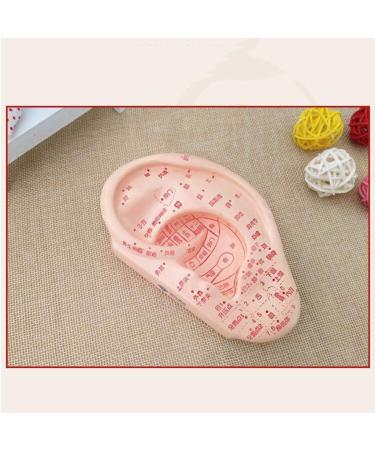 Fhuili 13 cm Ear Acupuncture Model - HD Lettering for Medical Learning | Human Acupuncture & Meridian Points - Buy Online on GoSupps.com