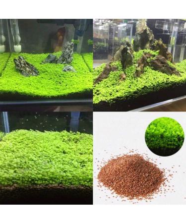 C-LARSS Aquarium Fish Tank Plant Seeds - Green Leaves Carpet Water Grass Decor for Aquatics - Buy Online on GoSupps.com