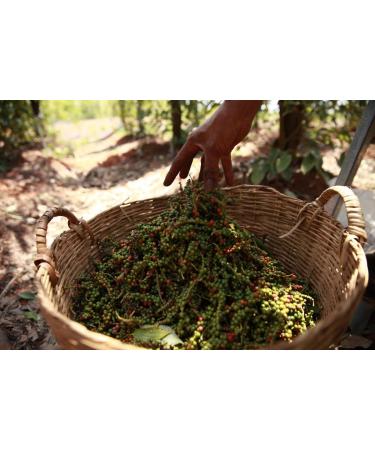 Buy Vinativo Tellicherry Bio Black Peppercorns 500g - Premium Quality for Mills - International Shipping - Buy Online on GoSupps.com