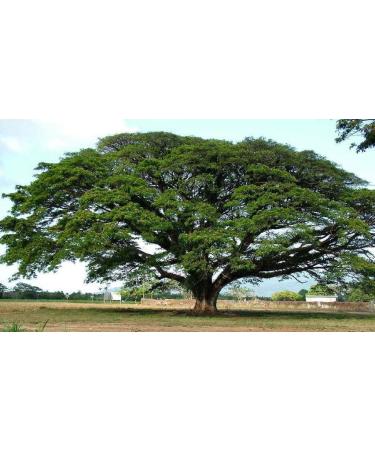 Germination Seeds 20 Seeds of Monkey Pod Tree Samanea Saman Natural Herb Bemesting - Buy Online on GoSupps.com
