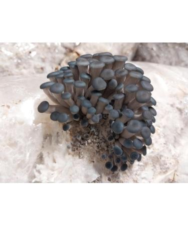 Blue Oyster Mushroom (Pleurotus ostreatus VAR. columbinus) Liquid Culture Syringe Sample for Mushroom Cultivation Growing on Grain or Agar - Buy Online on GoSupps.com