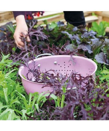 Mustard tendergreen Seeds - 100+ Premium Quality Seeds - Buy Online on GoSupps.com