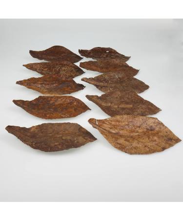 JBL Catappa 25198 - 10 XL Tropical Almond Leaves for Freshwater Aquariums | International Shipping Available - Buy Online on GoSupps.com
