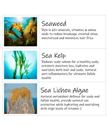 Saltie Hydrating Shampoo with Seaweed & Kelp | Moisturizing Color Safe Formula for All Hair Types | 8.5 fl. oz - Buy Online on GoSupps.com