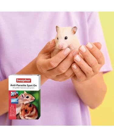 Beaphar - Anti-Parasite Spot-On - For Golden Hamsters Gerbils & Small Animals Weighing 50 300 g - Kills Lice Mites Fleas & Roundworms - Vet Strength Treatment - 2 Pipettes Golden Hamsters and Gerbils - Buy Online on GoSupps.com