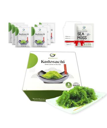 Kadosachi Dehydrated Sea Grapes 4.24 oz 1 box (Pack of 6) - Green Caviar Sea Grapes To Eat Umibudo Organic Seaweed Lato Seaweed | Improves The Skin Improves Immune System (1 Box (6 Packs/Box)) 1 Count (Pack of 6)