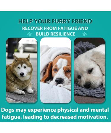 JCZQDRPC Calming Chews for Dogs Dog Calming Treats100% Natural Ingredients (chicken 110PCS) Calming Treats For Dogs Helps Dog Anxiety & Stress Relief Separation and Barkin Melatonin for Dogs chicken Flavor 110PCS - Buy Online on GoSupps.com