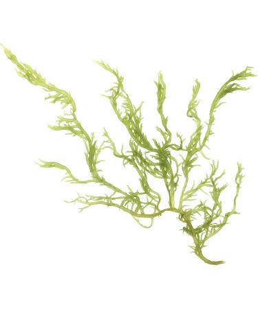 Mynatura Organic Kelp Algae Powder - 200g | Premium Superfood for Health & Wellness - International Shipping Available - Buy Online on GoSupps.com