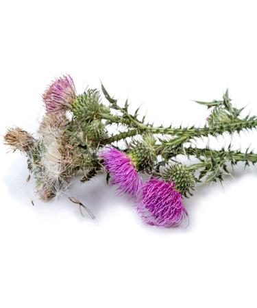 Health Embassy LTD Health Embassy Mariadistel Zaden Poeder Silybum Marianum L Milk Thistle Seeds Powder 200g - Buy Online on GoSupps.com