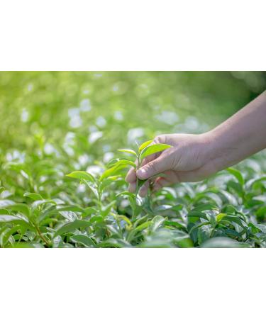 Organic Green Tea Sencha Nature China Light Nature Green Tea Loose Green Tea 200g Bag with Zip 80 Cups 100% Organic Farming Quality Green Tea Satisfied or Refunded  - Buy Online on GoSupps.com
