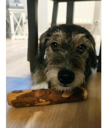 Buy ARTISAN GIFT CO Olive Wood Chew Toy for Dogs - 100% Natural Value Pack of 2 Ideal for Dogs Up to 10 kg (S-12 cm) - Buy Online on GoSupps.com