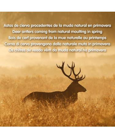 Arquivet Antler for Dogs - 100% Natural - Hypoallergenic Deer Pole - Chew Toy for Dogs - S (25-50g) - Buy Online on GoSupps.com