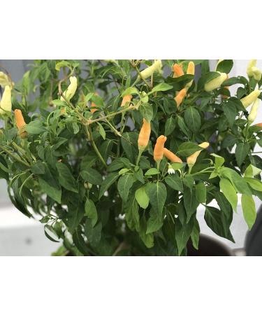 Germinazione I Semi: 100 Semi di Angkor Alba Super Hot Chili Peppers Thai USA Venditore No OGM