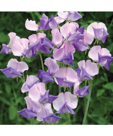 Benoon Sweet Pea Seeds 50pcs/Bag Fast Growing Hardy Plant Seeds Sweet Pea Seeds - Buy Online on GoSupps.com