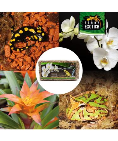 Terra Exotica Sphagnum Moss - Premium 300g Peat Moss for Garden Houseplants & Terrariums | Fast International Shipping - Buy Online on GoSupps.com