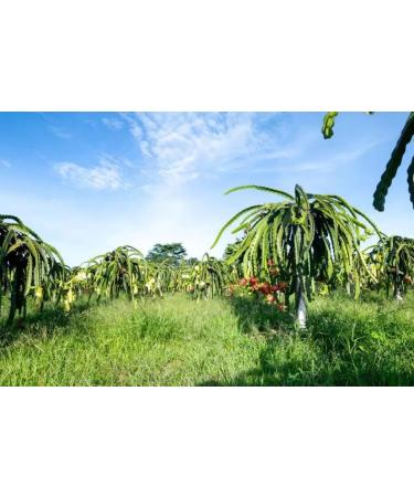 Dragon Fruit - Pitaya 150g | Dried Dragon Fruit | Natural Tea Dried Fruits | Natural VITAMIN C B1 B2 B3 - Buy Online on GoSupps.com