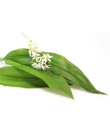 W rzteufel Bear garlic finely planed fine bear garlic leaves germreduced from German cultivation & production bag 1000g 1kg - Buy Online on GoSupps.com