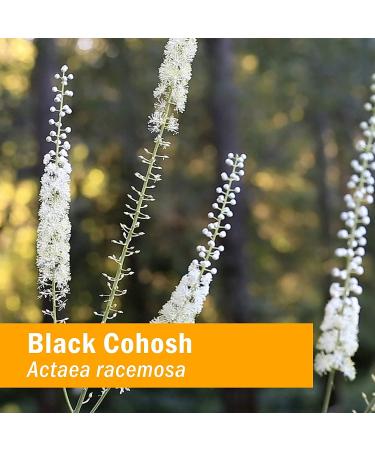 Herb Pharm Organic Black Cohosh Extract - 1 fl oz | Female Reproductive Support - Buy Online on GoSupps.com