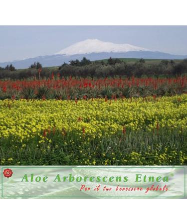 Olive Oil 2L Extra Vergine Organic 100% Italian Sicilian Olive Cold Extracted Brass - Buy Online on GoSupps.com