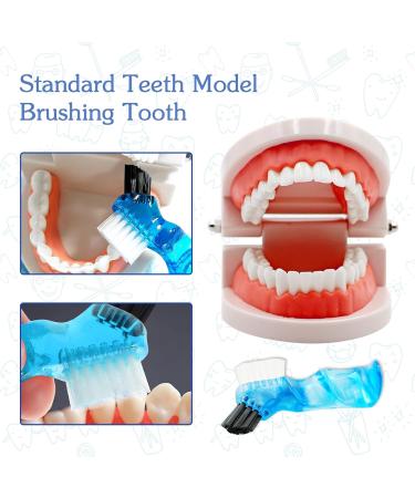 Dental Teeth Model with Dentures & Toothbrush | Educational Prosthesis Model for Kids | Best Dental Teaching Tools & Study Supplies - Buy Online on GoSupps.com