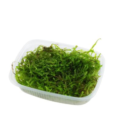 Taxiphyllum barbieri (Java Moss)