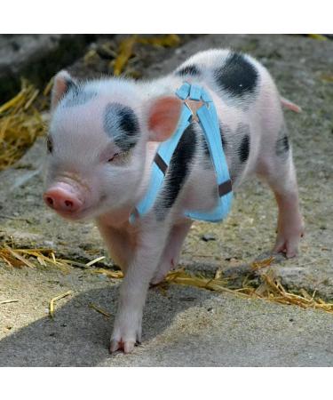 Woyous Adjustable 2-Part Animal Dishes Set for Small Pets - Pink & Blue - Ideal for Pigs Dogs and Rabbits - Perfect for Walking & Playing - Buy Online on GoSupps.com