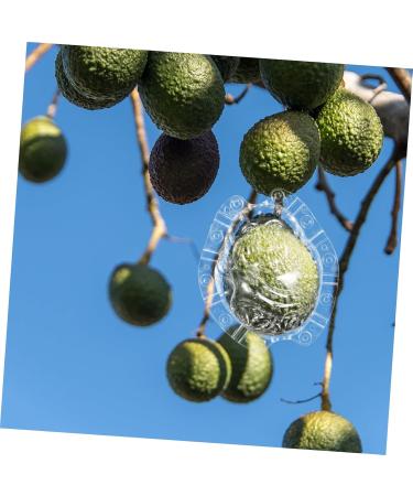 SUPVOX Vegetable Growing Shaped Growth Fruit Transparent Melon Growth Clear Shaping Shaper Maitreya Vegetable - Buy Online on GoSupps.com