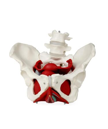 JS00024 Female Pelvis Model with Removable Organs | Uterus Colon & Bladder Included | Detailed Instruction Manual | International Shipping Available - Buy Online on GoSupps.com