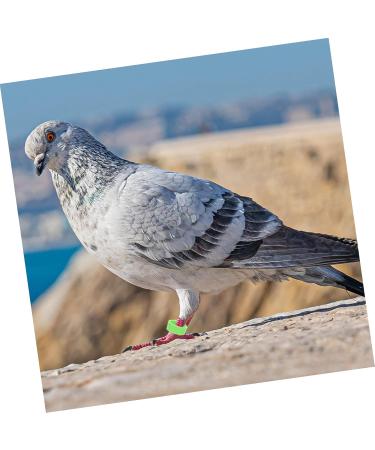 BCOATH Colored Tabs 300pcs Bands Small Green Pigeons Bird Outdoor Ring Finch Classification Doves Pigeon Dove Clip Ducks Colorful White Pet Birds Marking for Band Parrots Bright Professional Chicks 1.3X1.3X0.5CM As Shown - Buy Online on GoSupps.com