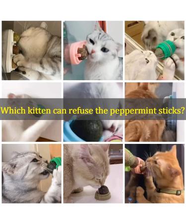 Bisogoon Catnip Wall Ball Toy - Natural Interactive Licking Treats for Cats - Edible Balls - Kitty Catnip Wall Toy (Blue) - Buy Online on GoSupps.com