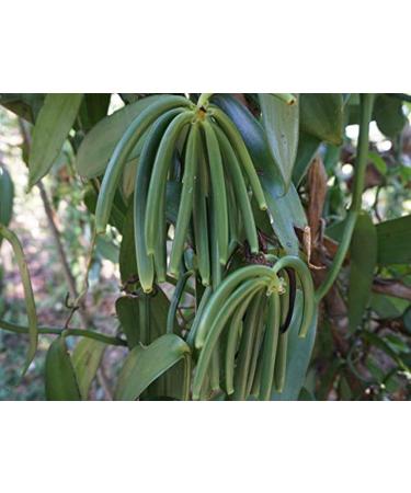Madagascar Vanilla Beans Grade A/B | Bulk 5-7 Bourbon Fresh Whole Pods for Extract | FITNCLEAN VANILLA - Buy Online on GoSupps.com